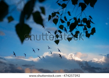 Flock of birds flying across a fiery sunset sky through tree branches. Summer autumn scene. Horizontal picture.