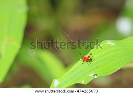 the small red Grasshopper stand on the leave