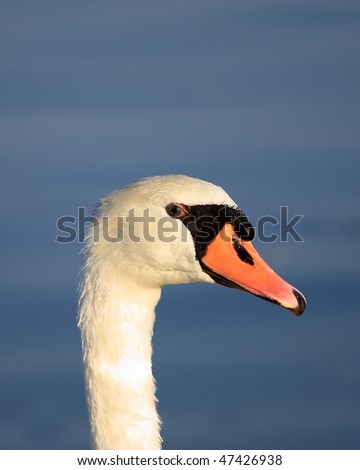 A beautiful swan watching the photographer