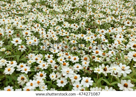 white Daisy Flowers Beautiful background
