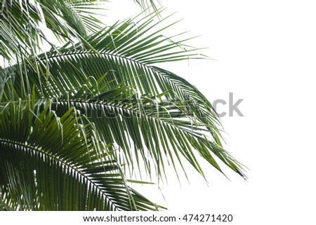 Coconut Palm tree on white background