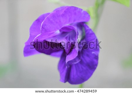 flower purple
