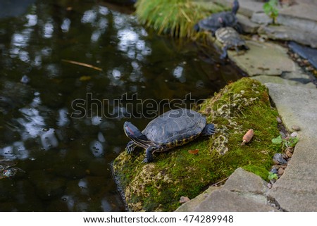 The red-eared slider near the water