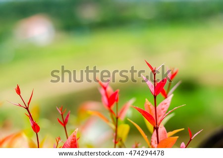Abstract blur the red leaves and green background, fresh condition