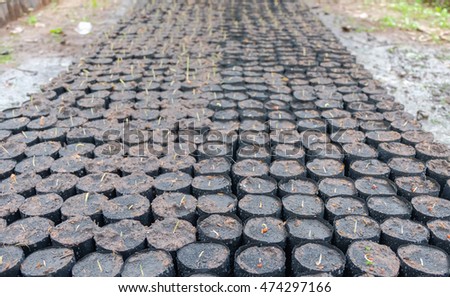 a front selective focus picture of plant seedlings in agriculture farm 