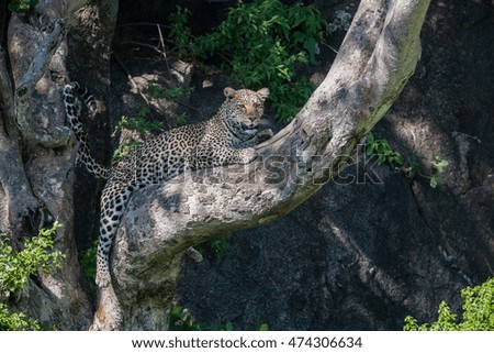 This is a portrait of a wild leopard shot at close range in natural habitat on the tree. It is excellent picture in soft light.