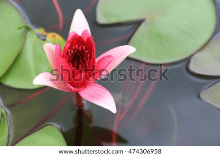 Red bloom  lotus in the lake