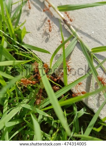 Ants in the grass
