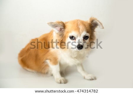 Brown chihuahua on white background