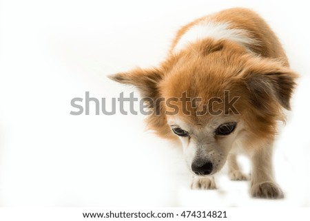 Brown chihuahua on white background