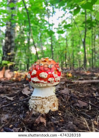 Small red mushroom (amanita muscria) in the forest.