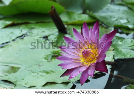 
lotus