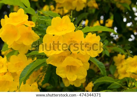 Blooming Yellow Bell, Yellow Elder, Trumpet Vine. Royalty-Free Stock Photo #474344371