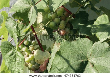 Vines, bunches of white grapes in the foreground
