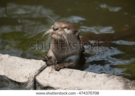 Water weasel