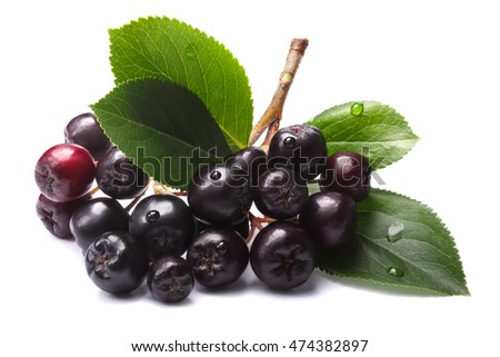 Aronia melanocarpa (black chokeberry) with leaves. Clipping paths, shadows separated, infinite depth of field Royalty-Free Stock Photo #474382897