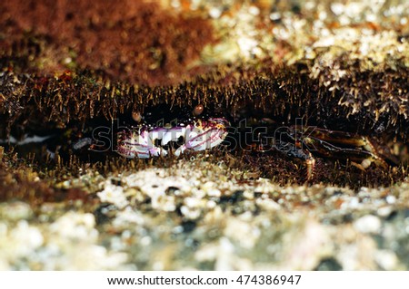 Frontal view of a wild crab, partly hidden on a rock crack, Thailand