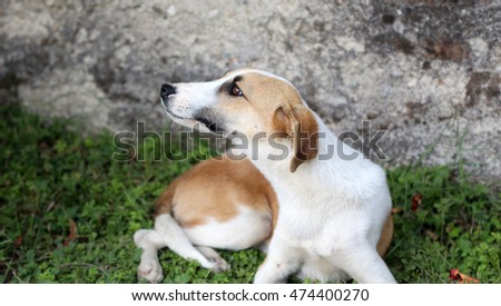 picture of a stray dog scratcing fur with fleas