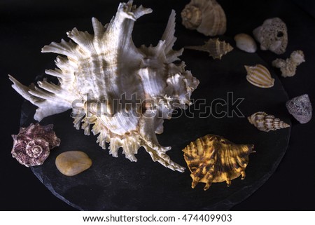 Composition made from the seashells with a black background. It symbolizes the marine theme of the art work and represents the marine wildlife. It is shown as it is lying on the bottom of the sea.
