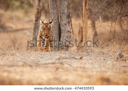 Tiger cub in a beautiful golden light in the nature habitat of Ranthambhore National Park in India