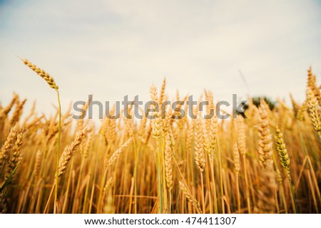 Ears of golden wheat close up.Rich harvest Concept
