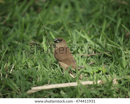 house wren bird on the lawn in suan rot fai park ,backok thailand