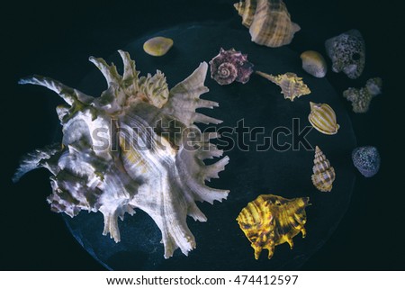 Composition made from the seashells with a black background. It symbolizes the marine theme of the art work and represents the marine wildlife. It  shown as it is lying on the bottom of the sea.
