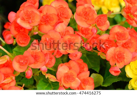 Red/Orange begonia flowers in garden