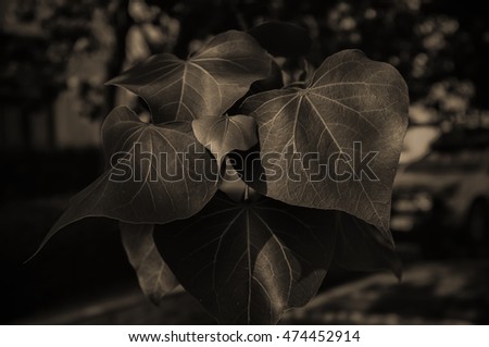 black and white picture leaf Pho leaf, (bo leaf,bothi leaf)in temple,thailand 