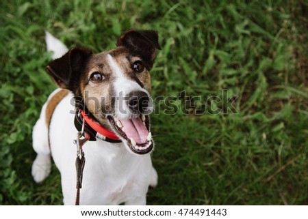 fearless funny smiling fox-terrier look at camera on the green grass background, Top view.  Close up. 