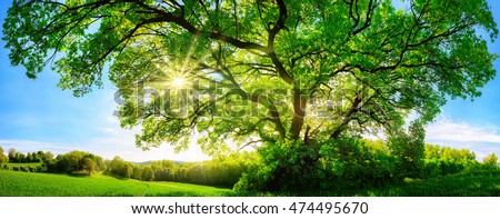 The sun shining through a majestic green oak tree on a meadow, with clear blue sky in the background, panorama format Royalty-Free Stock Photo #474495670