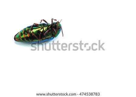 metallic wood-boring beetle
