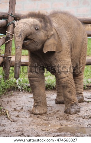 baby elephant playing