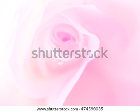 white roses in blur style for background