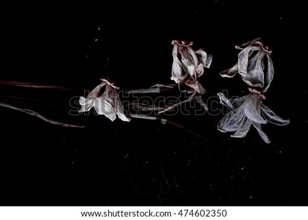Faded dry white daffodil flowers and herbs on wooden background closeup