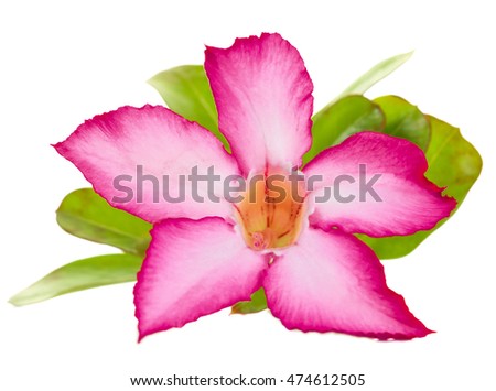 Desert Rose; Impala Lily; Mock Azalea pink tropical flower close-up on white background isolated.