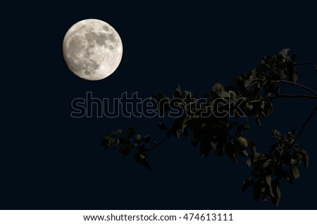 Full moon in garden