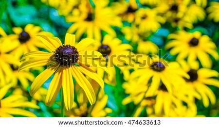 yellow flowers and bees
