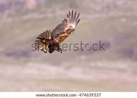 Flying hawk. Bird of prey. Bird: Western Marsh Harrier. Nature background. 
