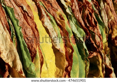 Picture of a Tobacco leaves drying natural