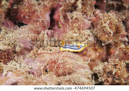 Sea Slug - Chromodoris elisabethina