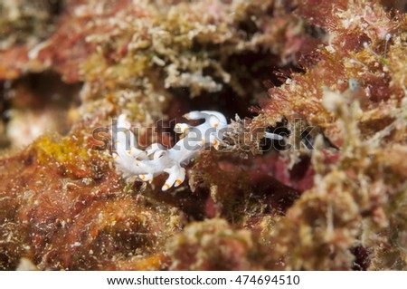 Sea Slug - Flabellina bicolor