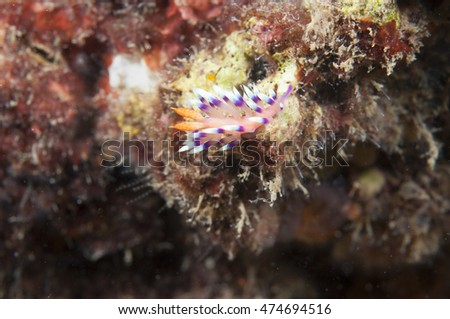 Sea Slug - Flabellina exoptata