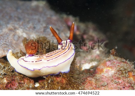 Sea Slug - Hypselodoris emmae Rudman