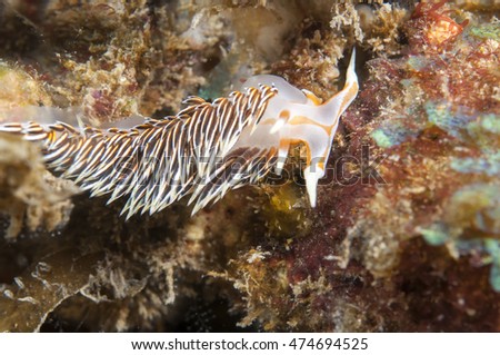 Sea Slug - Phidiana anulifera