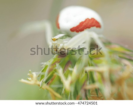white spider in the forest
