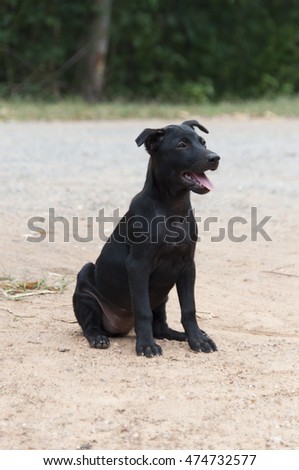 cute black dog sitting on ground, blurred and soft focus