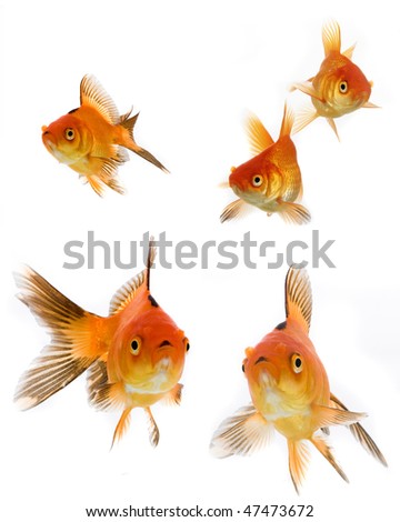 Goldfish collection isolated on white background