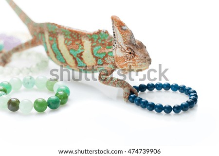 Beautiful chameleon with natural stone bracelets