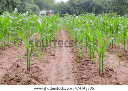 a front selective focus picture of corn trees in agriculture farm
